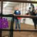 Therapeutic Riding, Inc. of Ann Arbor held its annualHalloween Trick-or-Treat horse ride at the Harold and Kay Peplau Therapeutic Riding Center. (Tanya Moutzalias for AnnArbor.com)